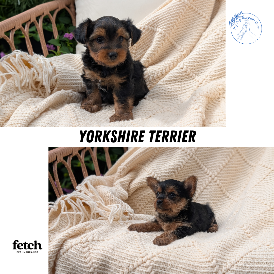YORKSHIRE TERRIER (MAY 20) FEMALE