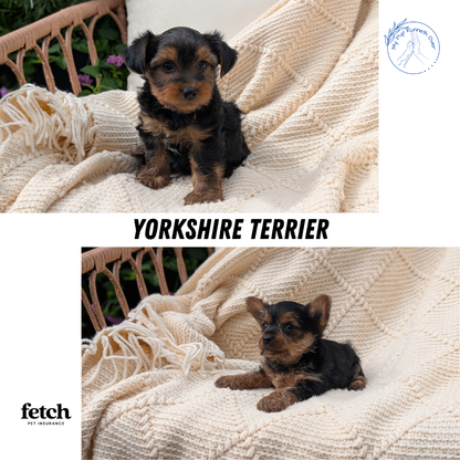 YORKSHIRE TERRIER (MAY 20) FEMALE