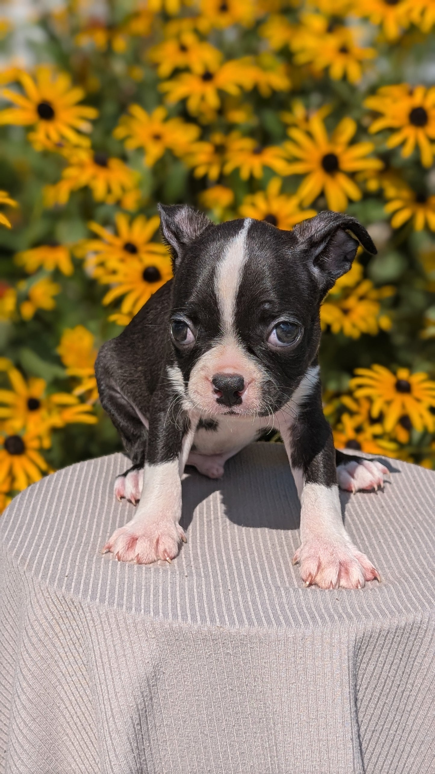 BOSTON TERRIER (JUL 11) 4 FEMALES/4 MALES