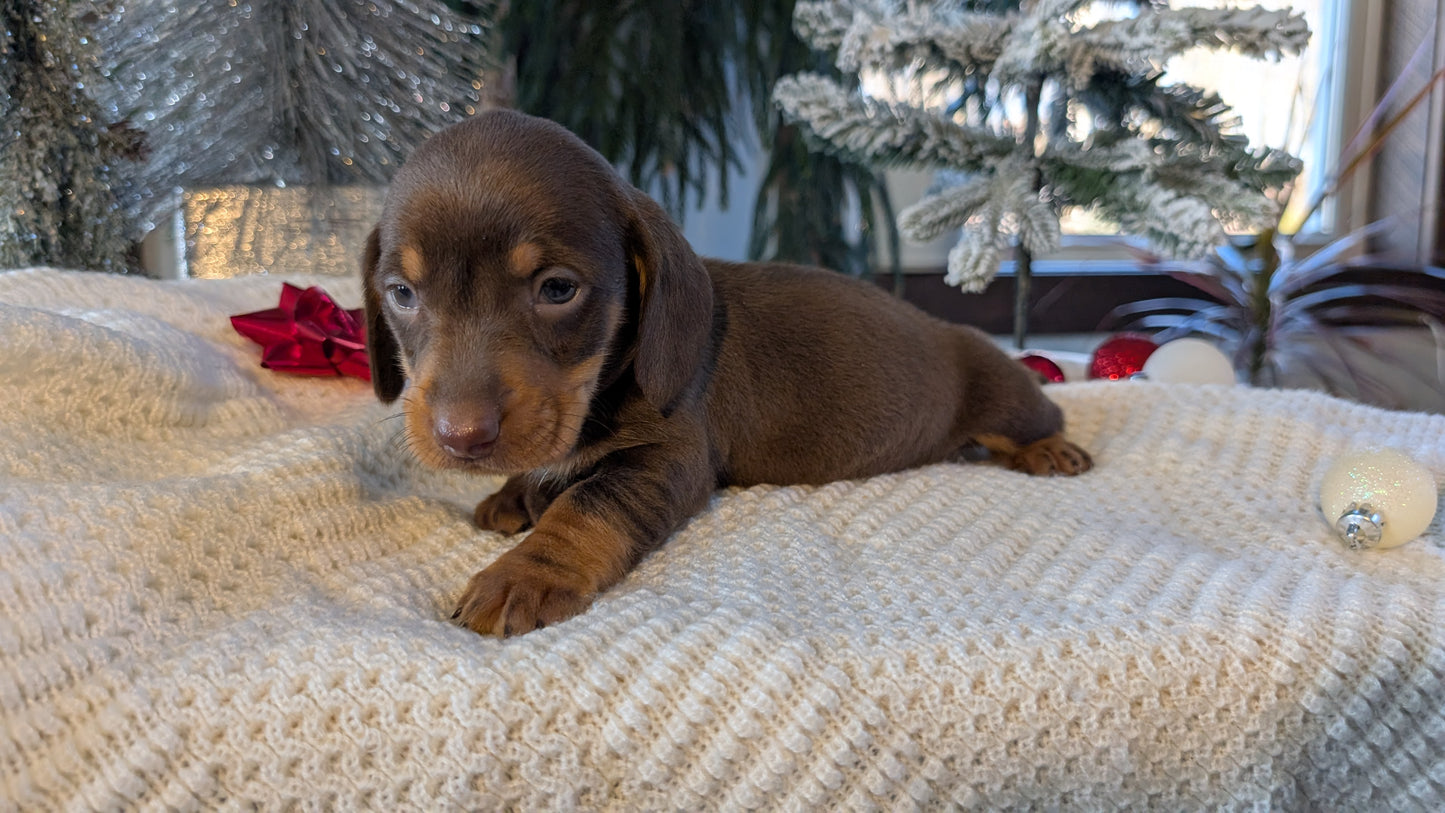 MINI DACHSHUND (NOV 16) MALES