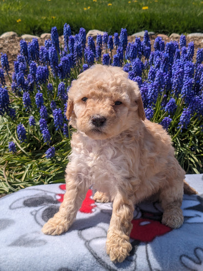 MICRO BERNEDOODLES (03/18) FEMALE
