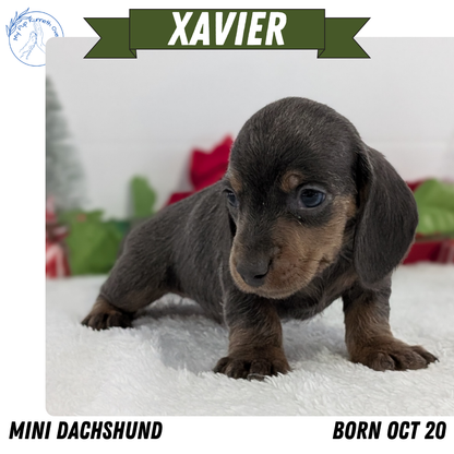 MINI DACHSHUND (OCT 20) MALES