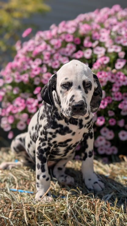 DALMATIAN (JUN 29) MALES