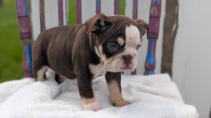 ENGLISH BULLDOG (FEB 09) MALES