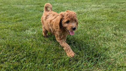 IRISH DOODLE (07/06) MALE