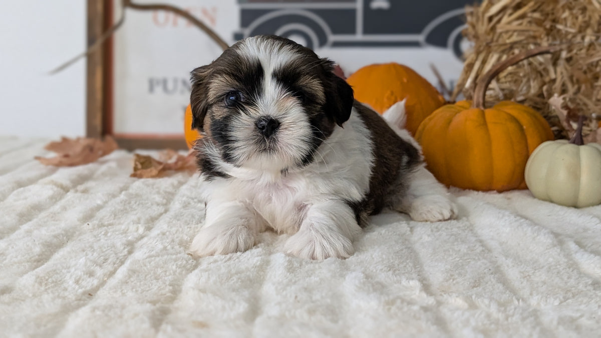 SHIH TZU (AUG 17) 2 FEMALES/3 MALES