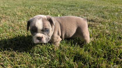 FRENCH BULLDOG (07/03) FEMALE