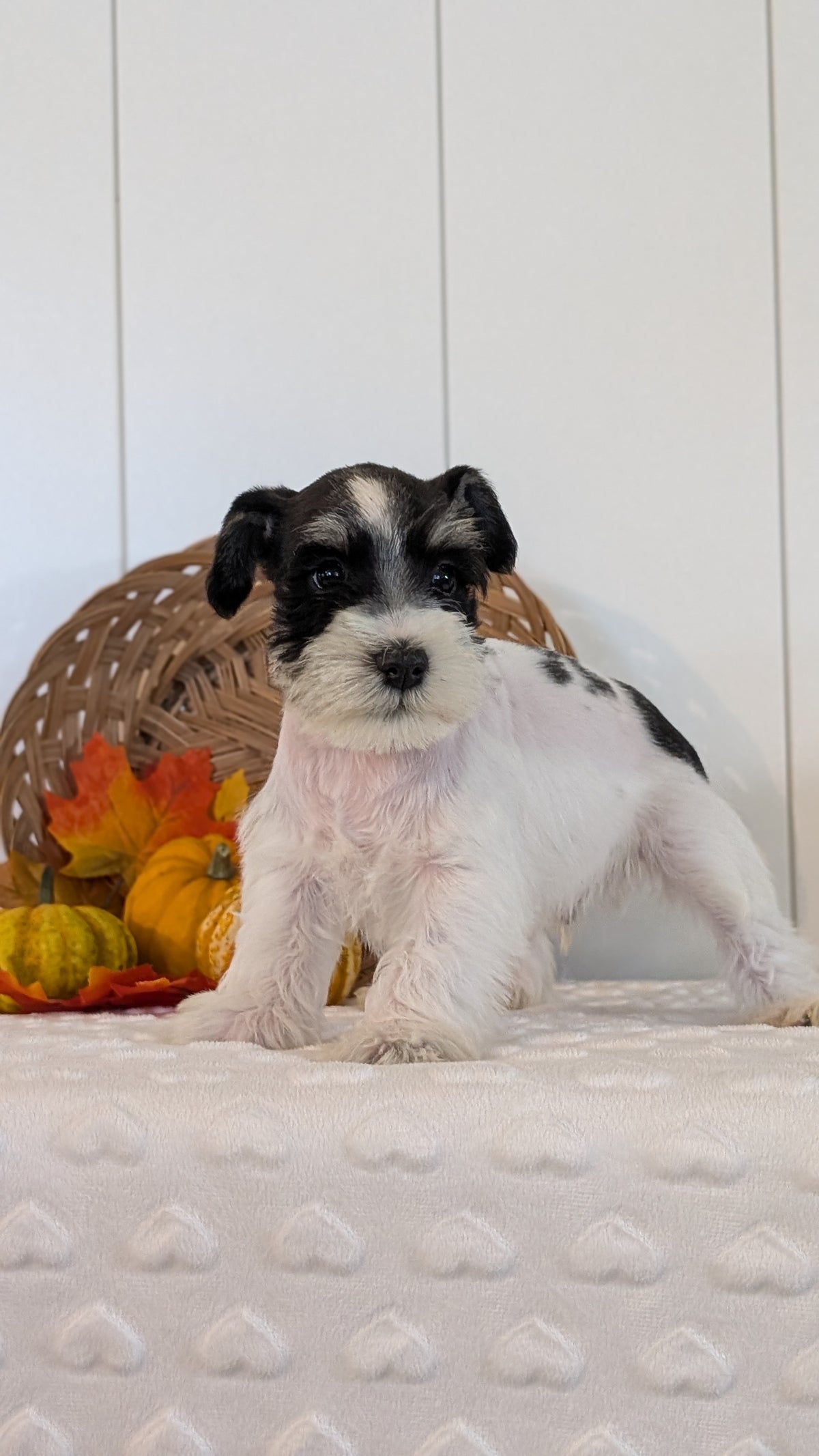 MINI SCHNAUZER (AUG 27) 4 FEMALES/1 MALE