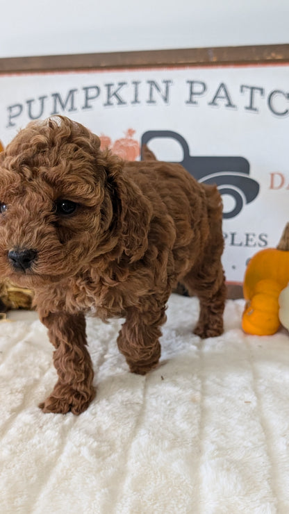 MINI GOLDENDOODLE (09/21) FEMALE