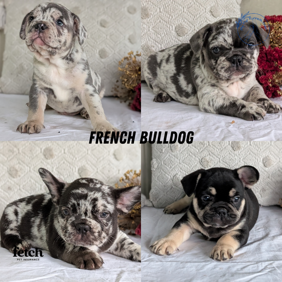 FRENCH BULLDOG (MAY 27) MALES