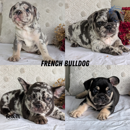FRENCH BULLDOG (MAY 27) MALES
