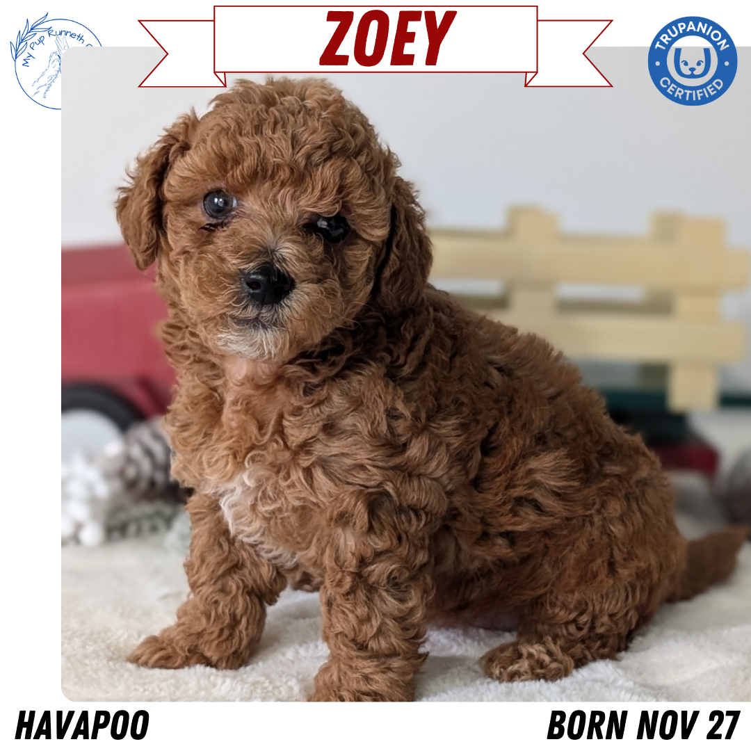 HAVAPOO (NOV 27) FEMALE