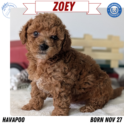 HAVAPOO (NOV 27) FEMALE