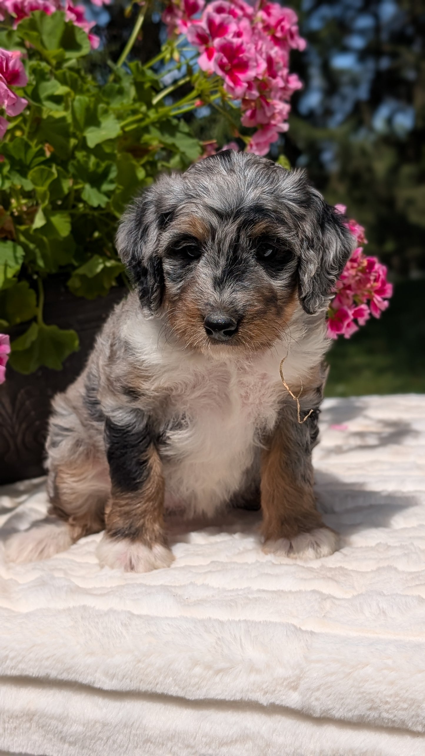 MINI BERNEDOODLE (06/11) FEMALE