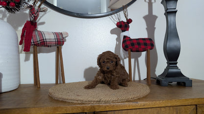 MINI POODLE (NOV 14) FEMALE