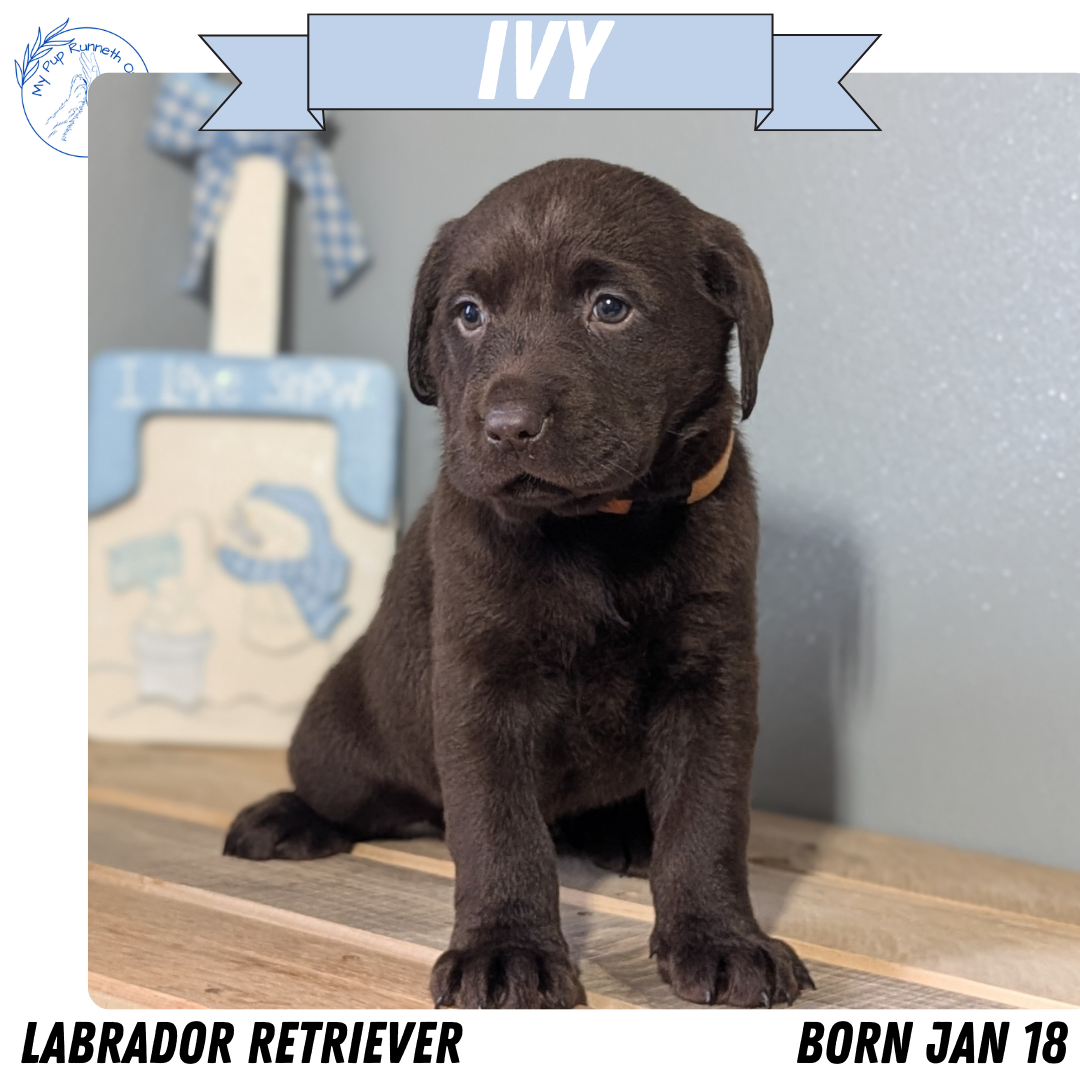 LABRADOR RETRIEVER (JAN 18) FEMALES