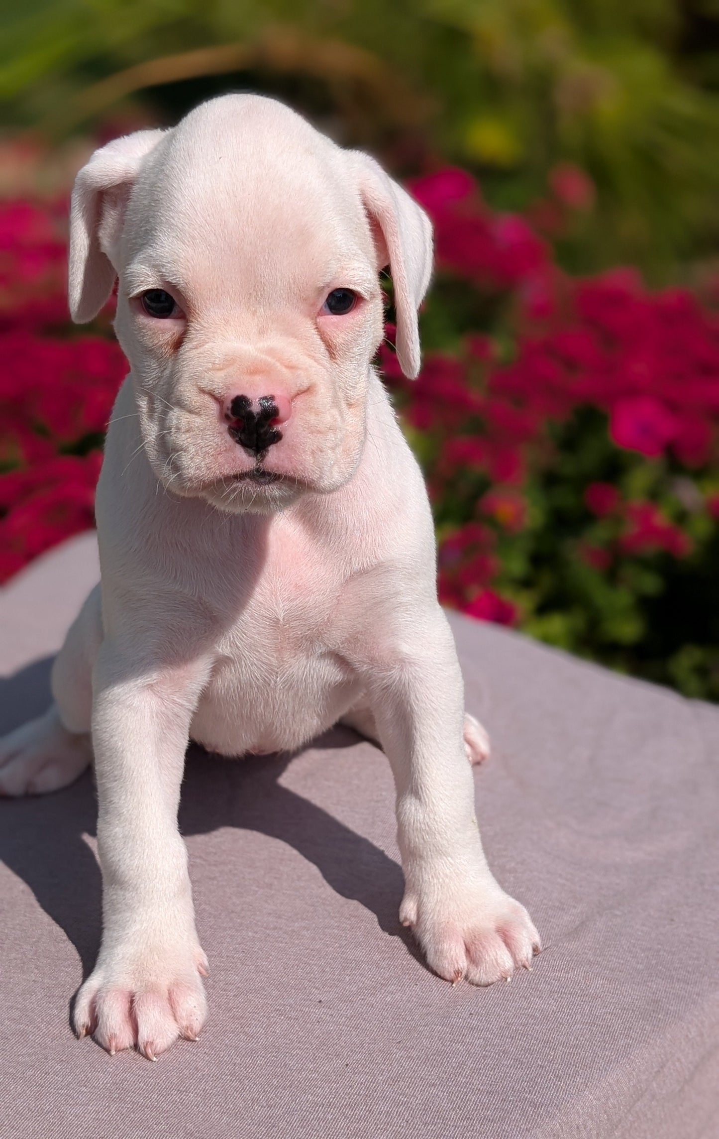 BOXER (08/20) FEMALE