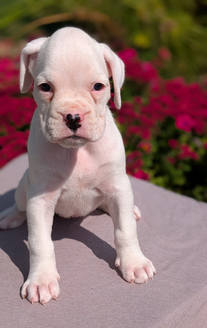 BOXER (08/20) FEMALE