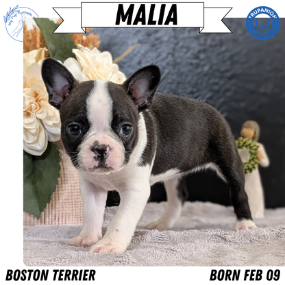 BOSTON TERRIER (FEB 09) FEMALES