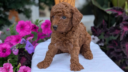 TOY POODLE (JUN 17) MALES