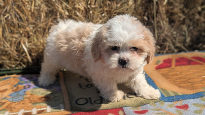 TEDDY BEAR (02/18) FEMALE