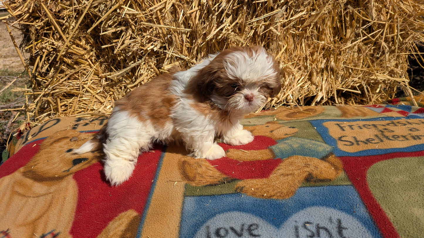 SHIH TZU (01/23) FEMALE