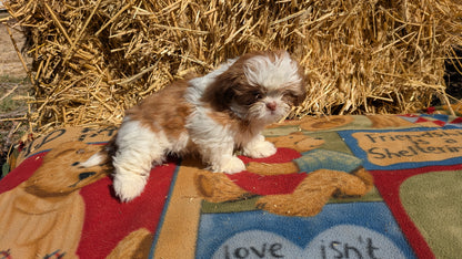 SHIH TZU (01/23) FEMALE