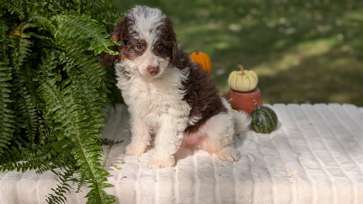 MINI BERNEDOODLE (08/06) MALE