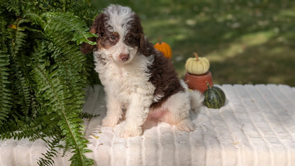MINI BERNEDOODLE (08/06) MALE
