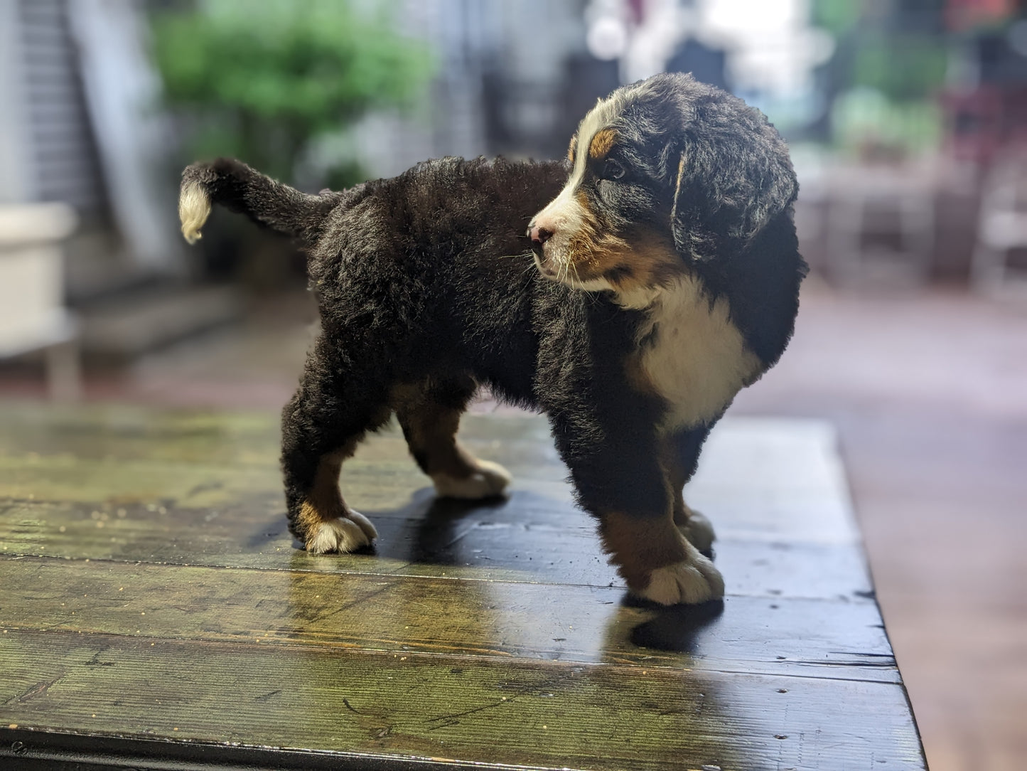 BERNESE MOUNTAIN DOG (03/21) MALE