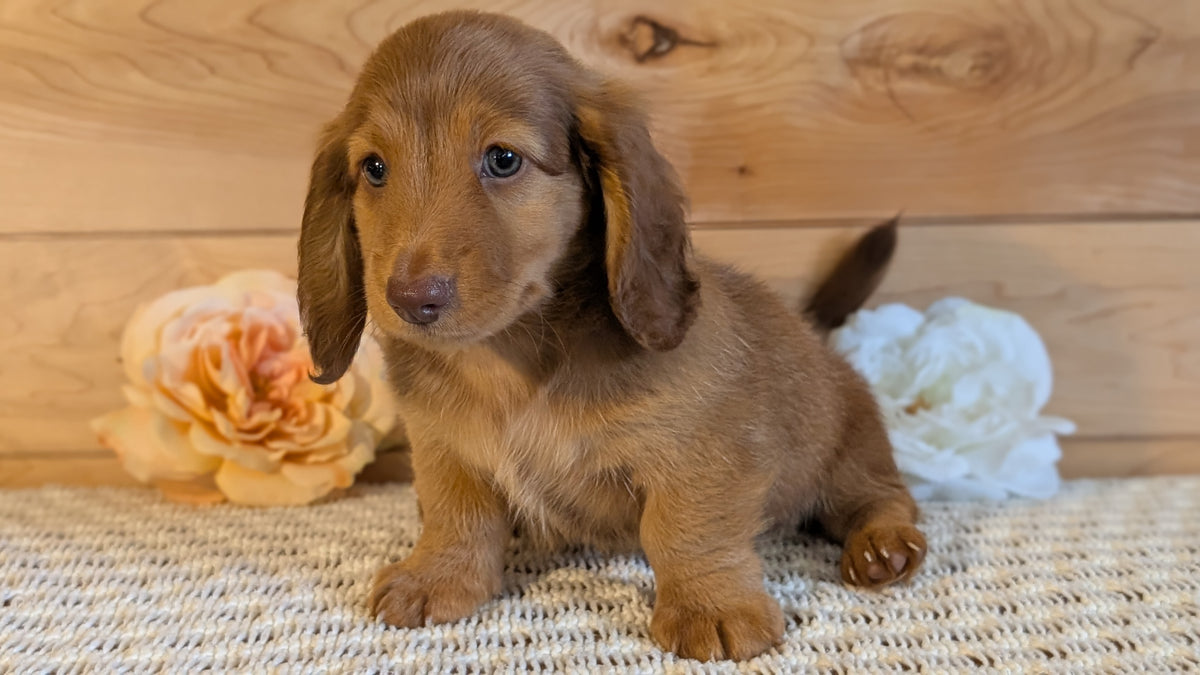 MINI DACHSHUND (JUL 30) 4 MALES/1 FEMALE
