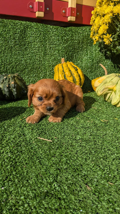 CAVALIER (08/12) FEMALE