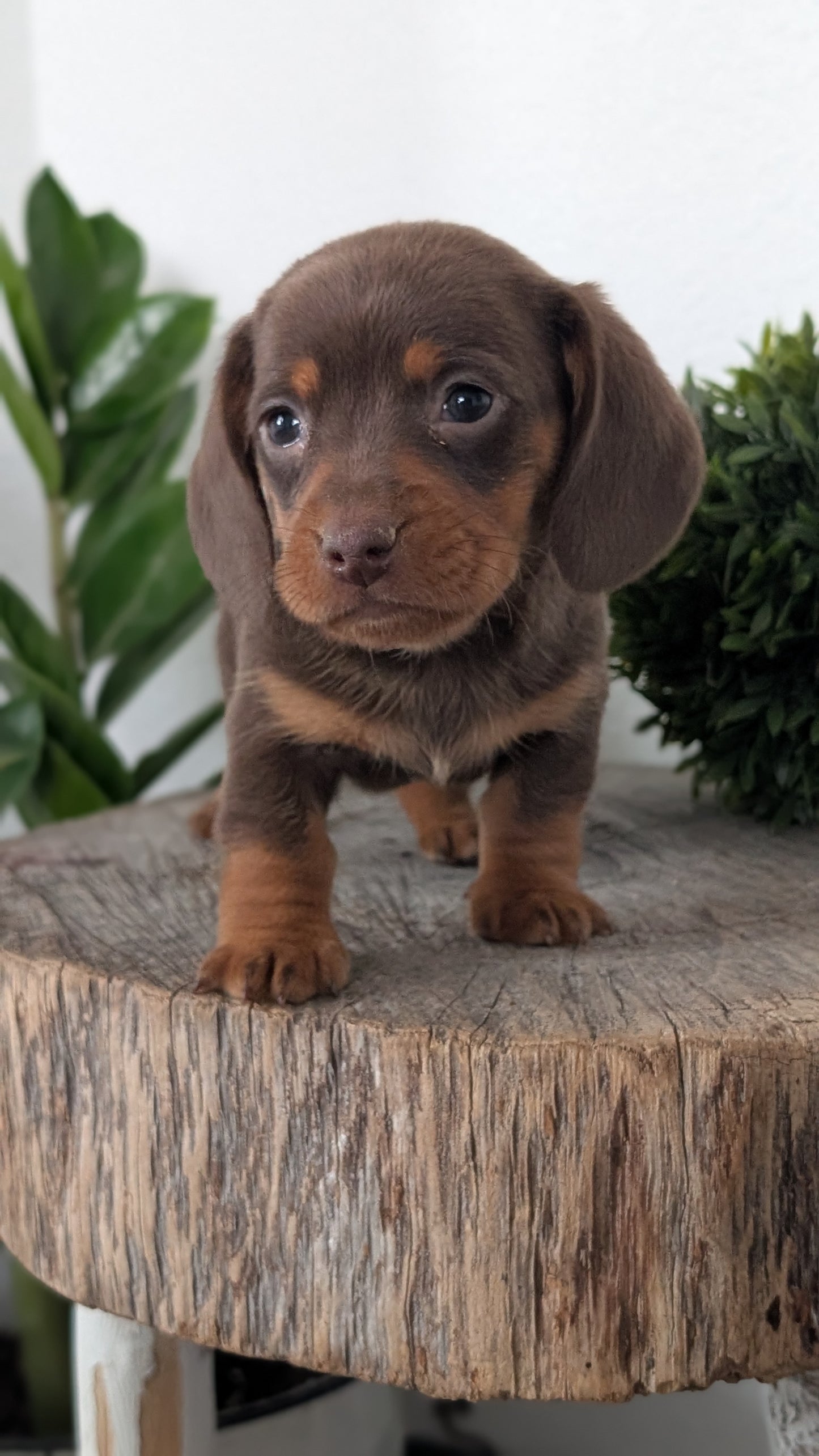 MINI DACHSHUND (09/22) MALE