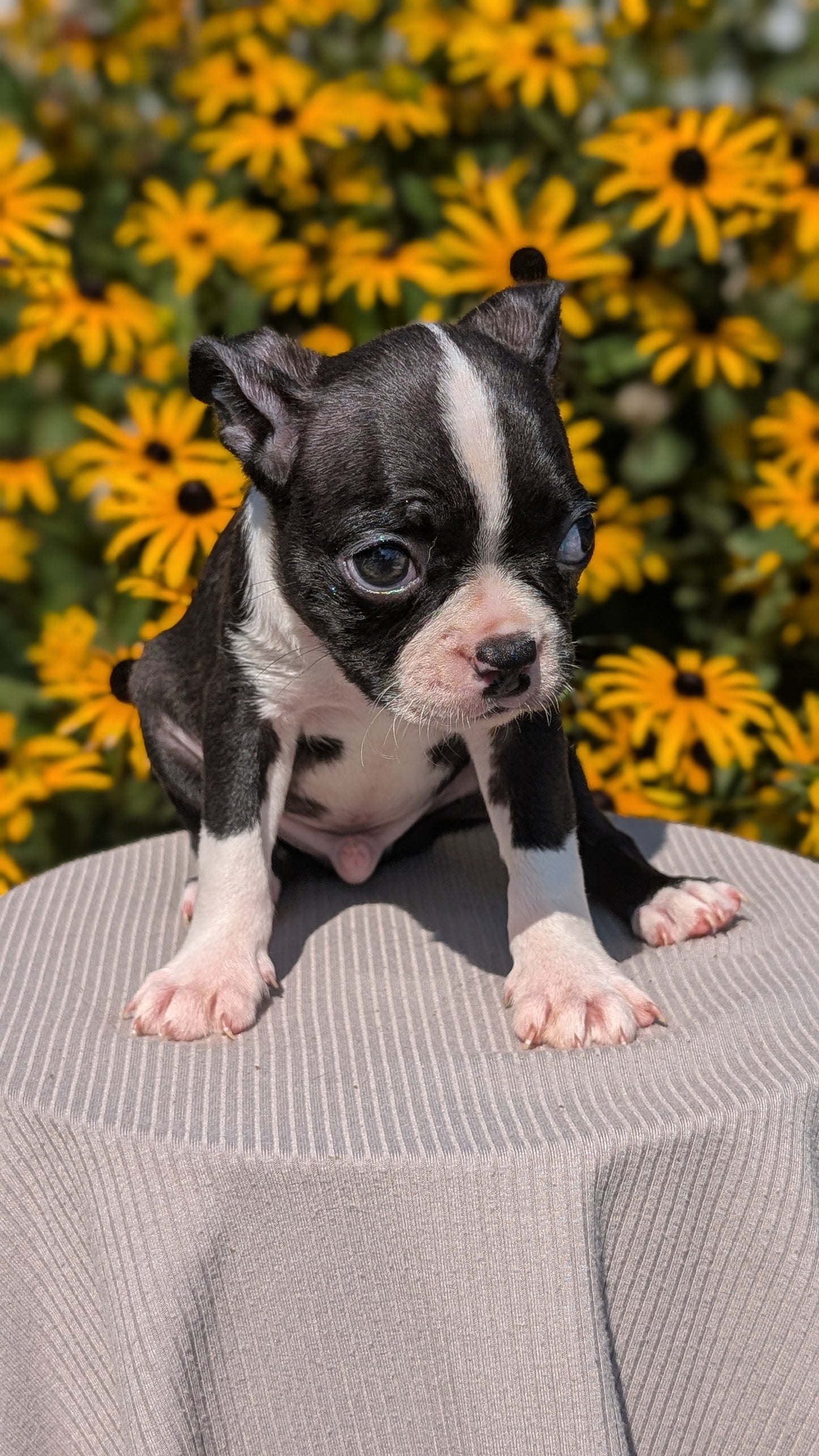 BOSTON TERRIER (JUL 11) 4 FEMALES/4 MALES