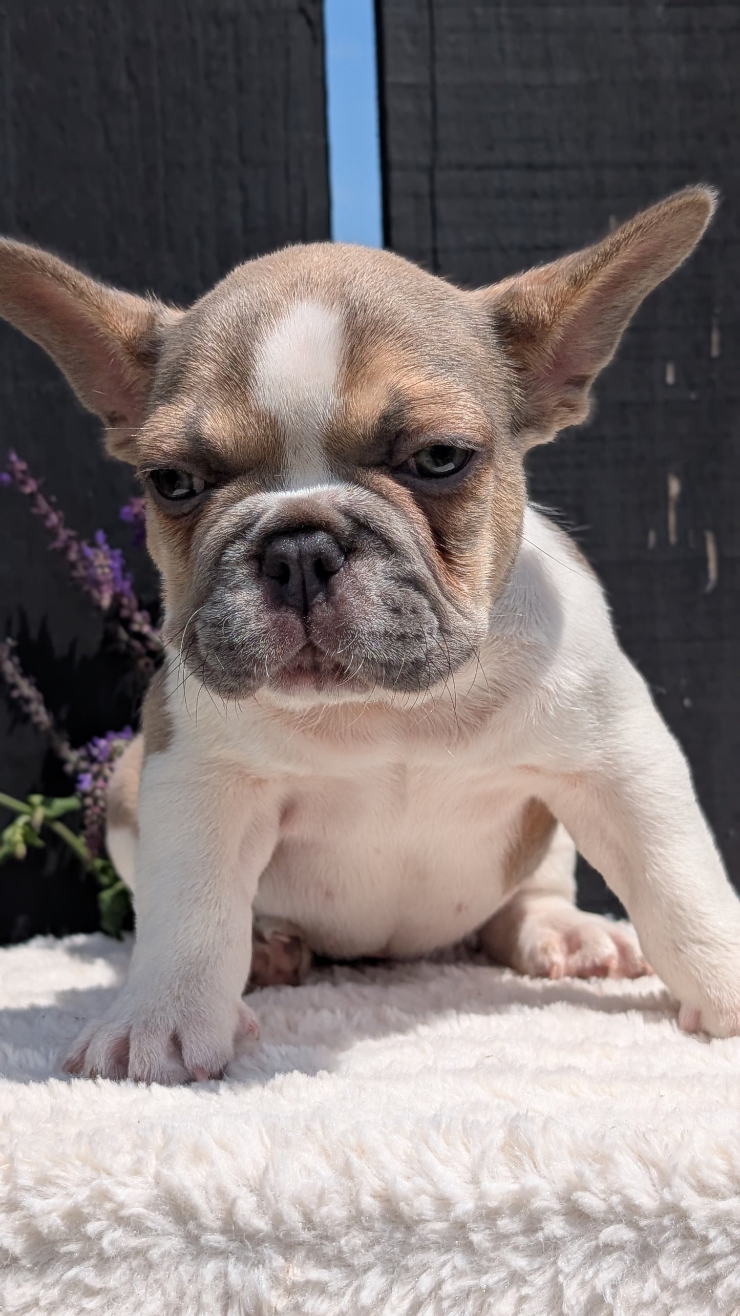 FRENCH BULLDOG (APR 06) FEMALE