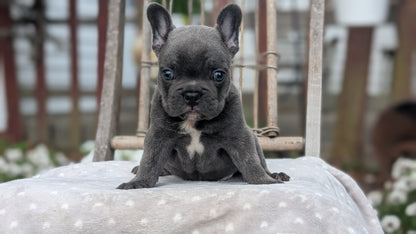 FRENCH BULLDOG (05/20) MALE