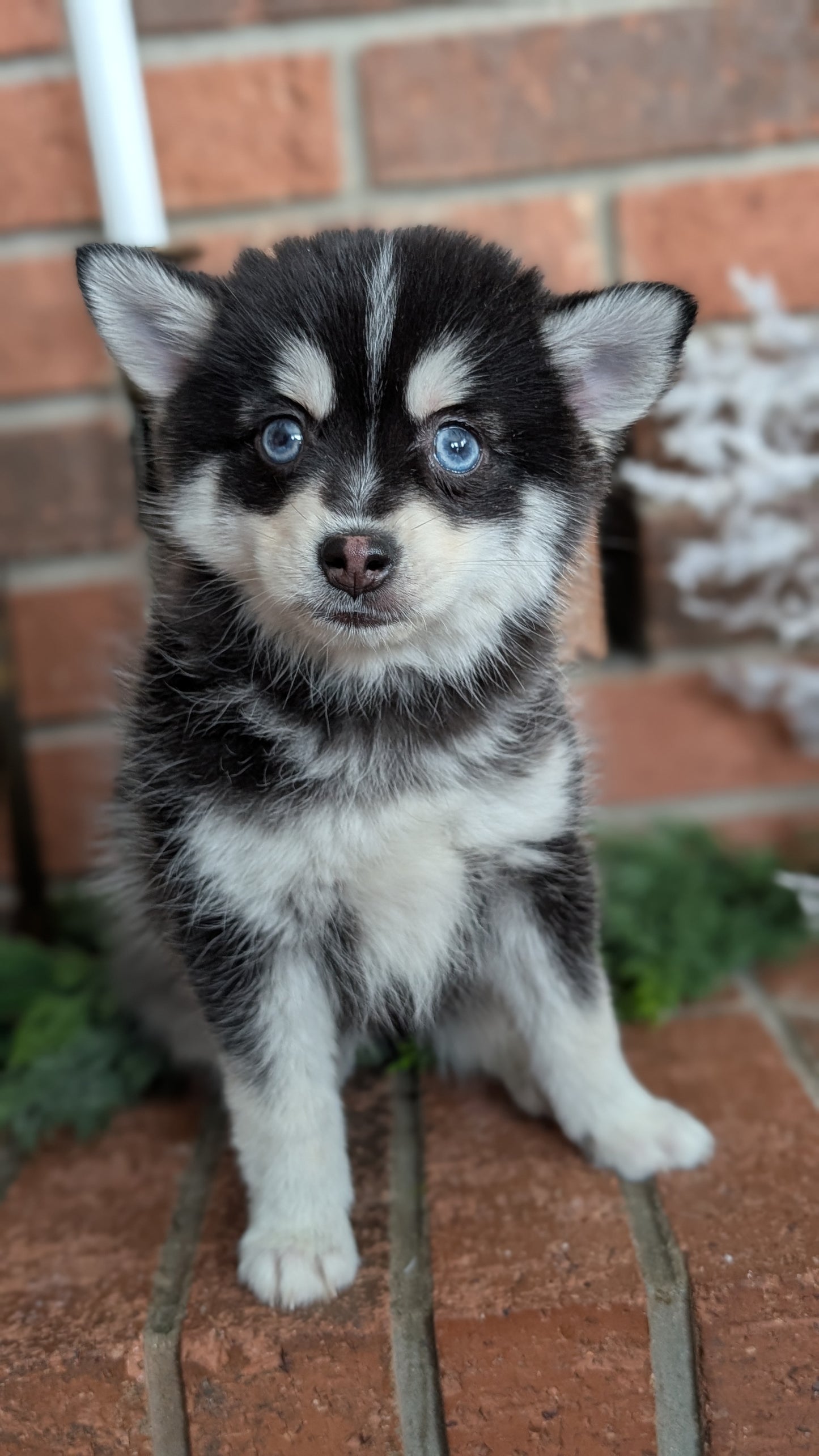 POMSKY (NOV 15) MALE