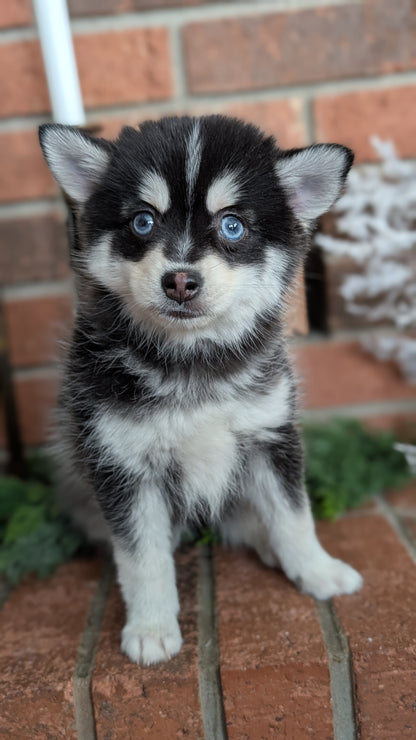 POMSKY (NOV 15) MALE