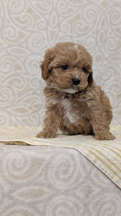 CAVAPOO (JAN 29) MALES