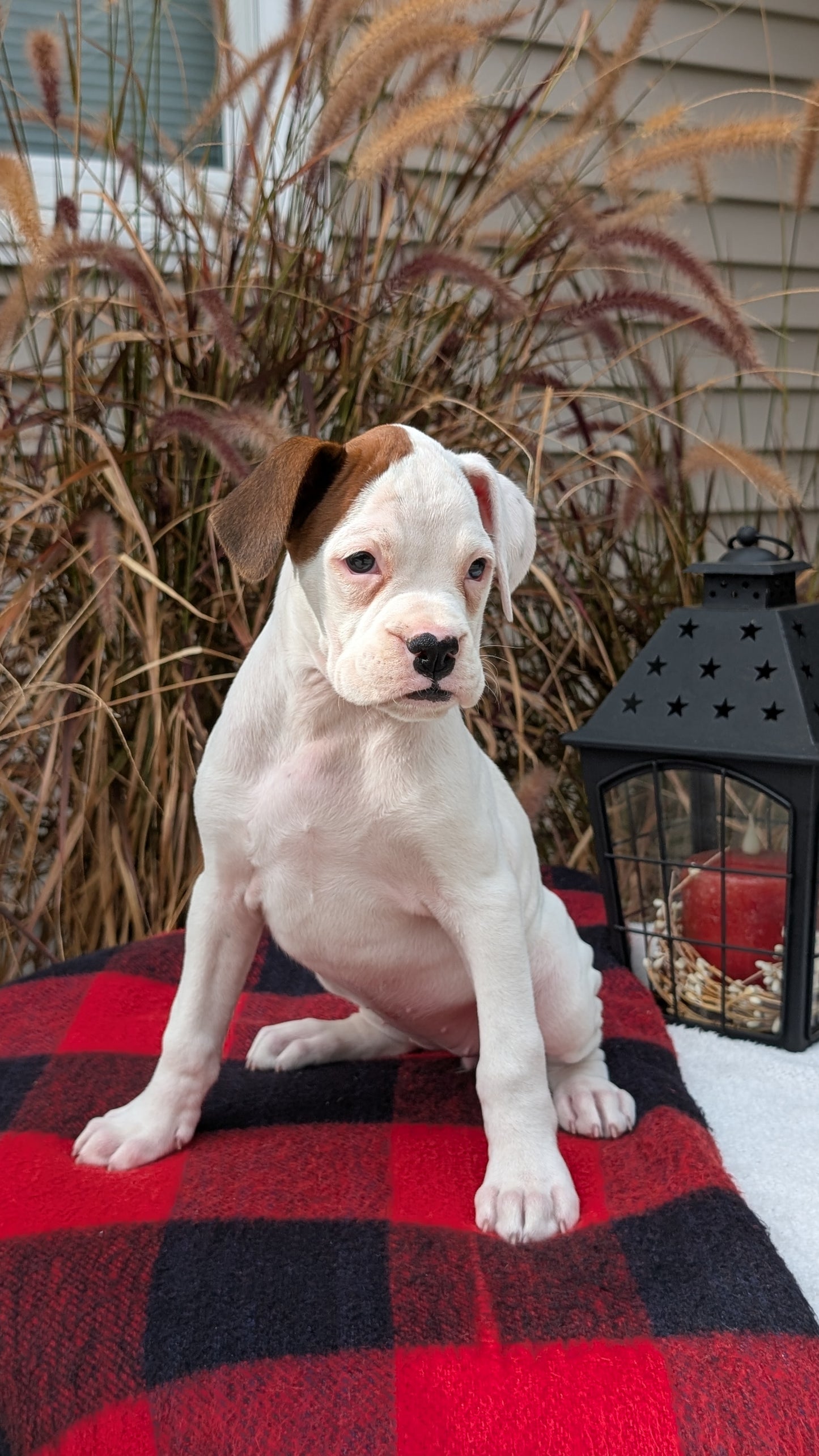 BOXER (08/20) FEMALE