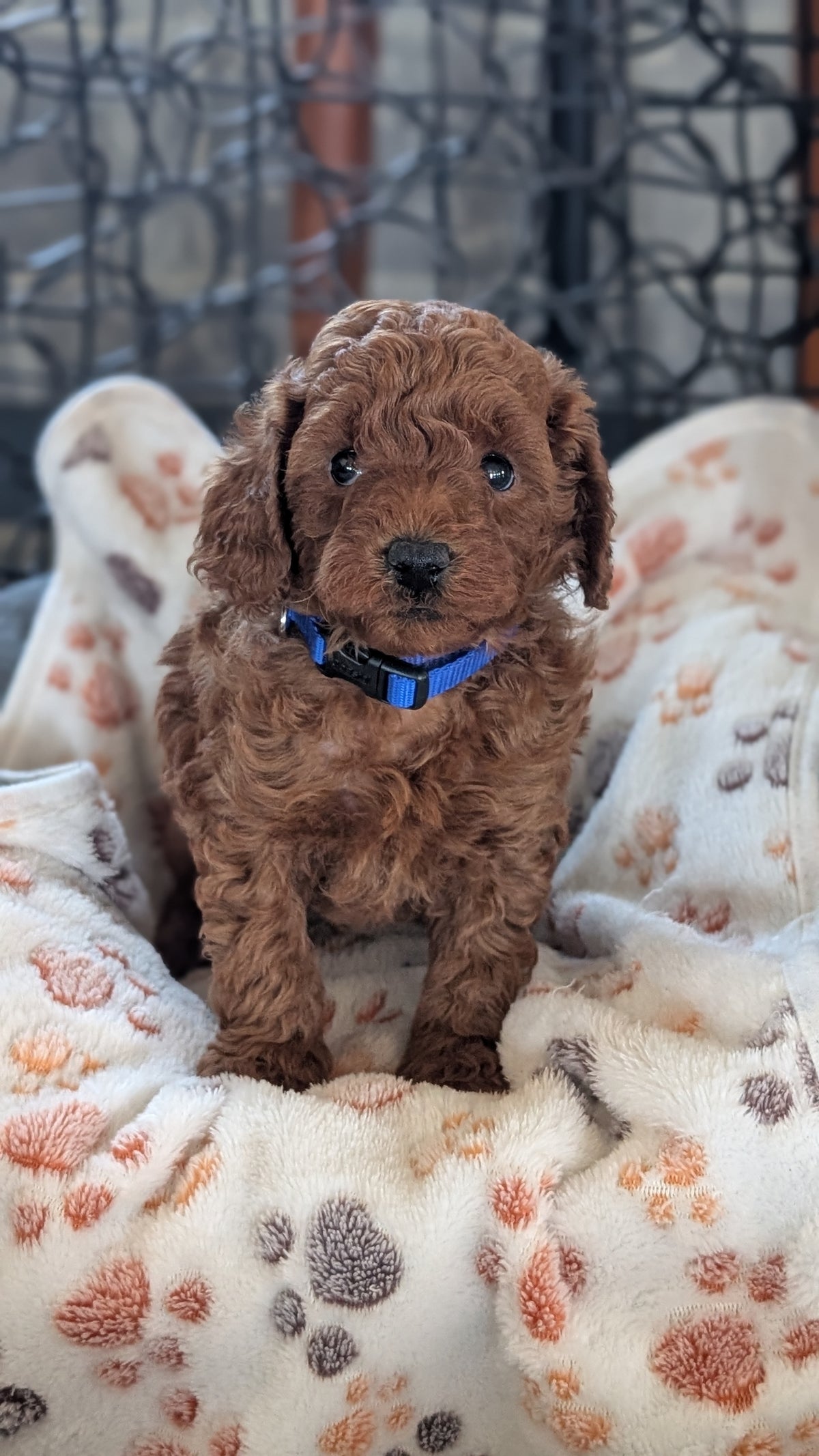 TOY POODLE (SEP 10) 4 MALES/2 FEMALES
