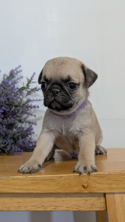 PUG (SEP 12) 4 MALES/1 FEMALE