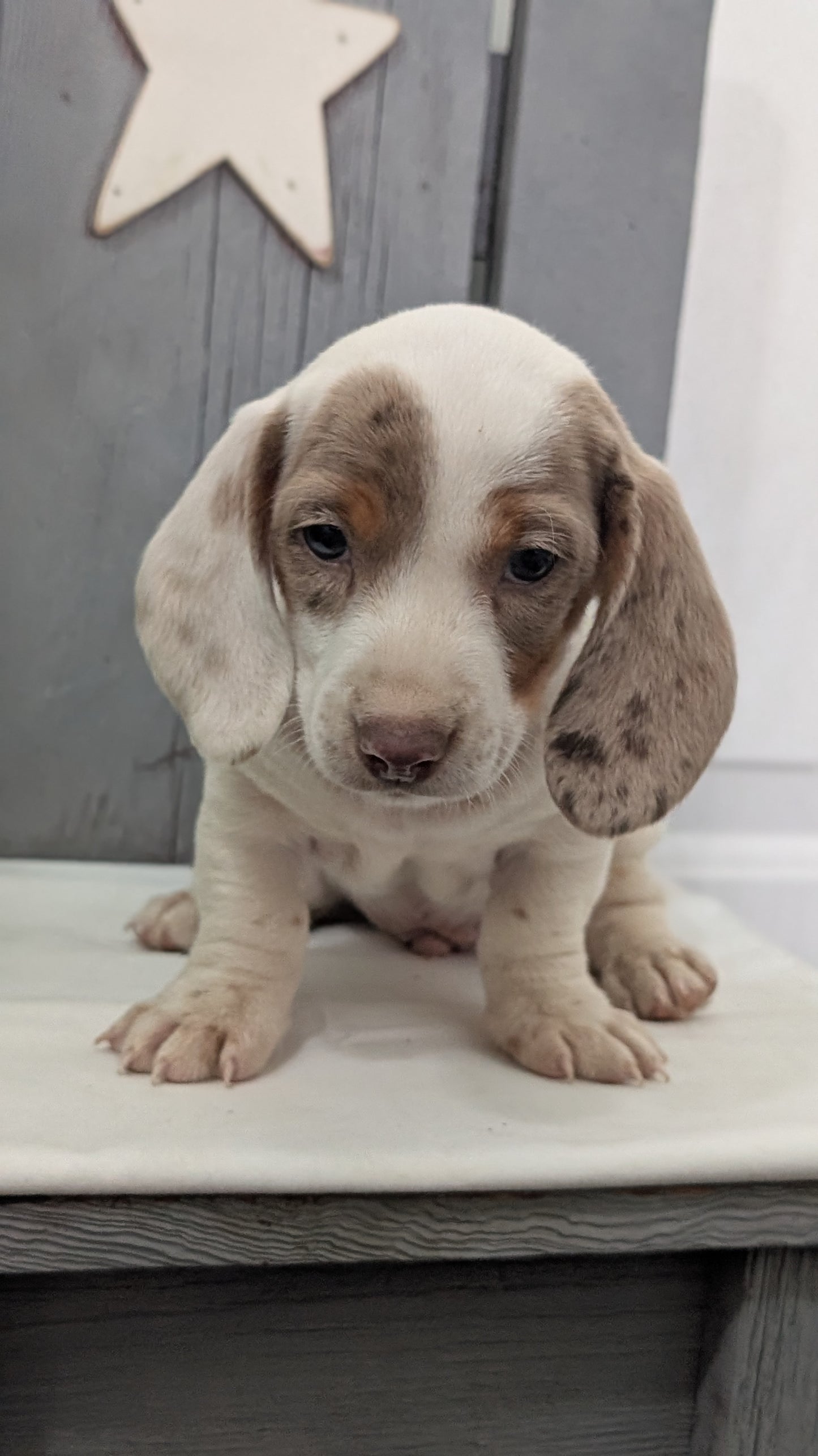 MINI DACHSHUND (MAR 23) MALES