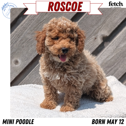 MINI POODLE (MAY 12) MALES