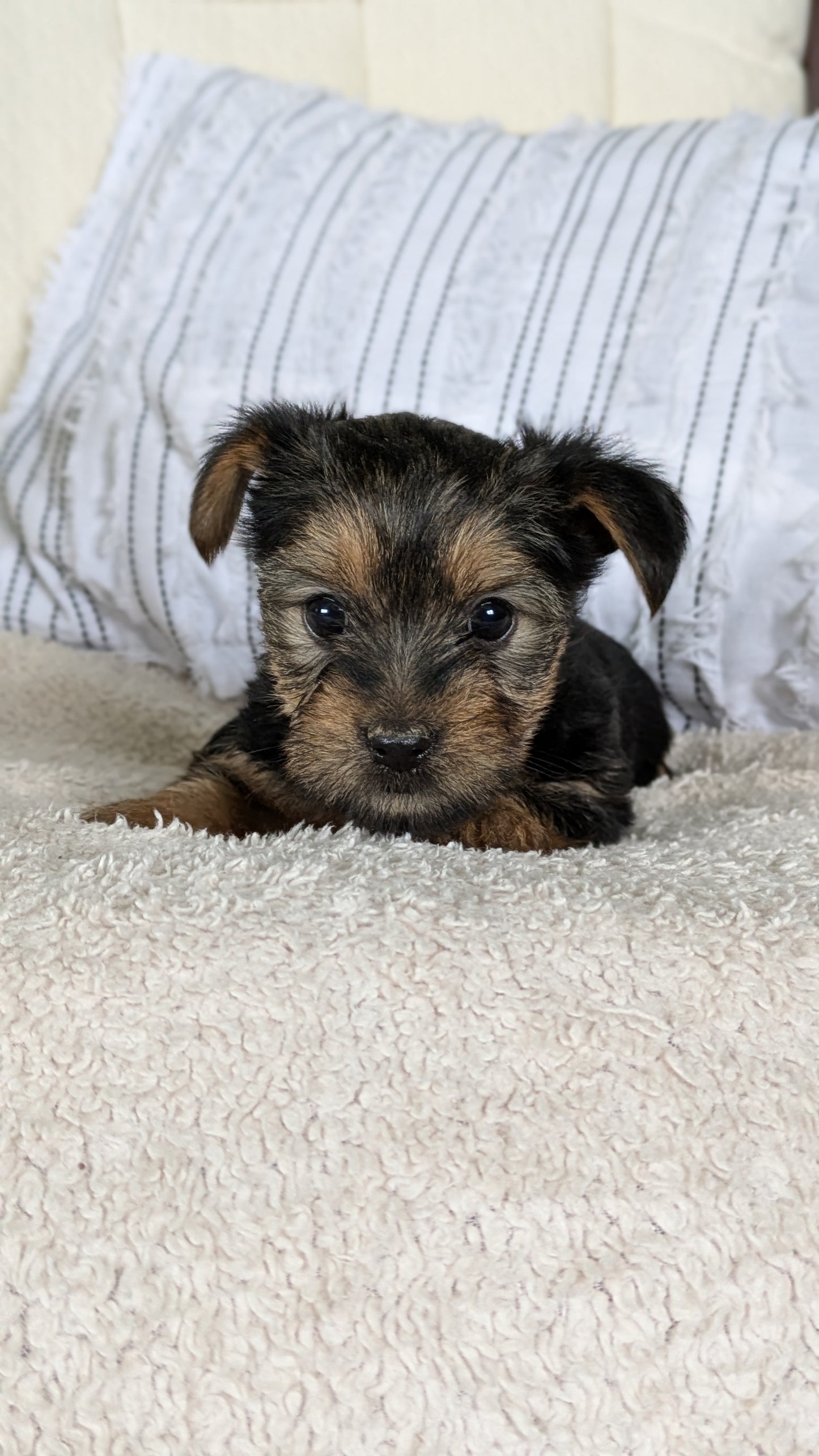 YORKSHIRE TERRIER (02/25) FEMALE