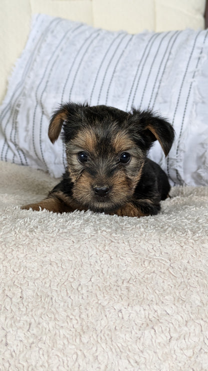 YORKSHIRE TERRIER (02/25) FEMALE