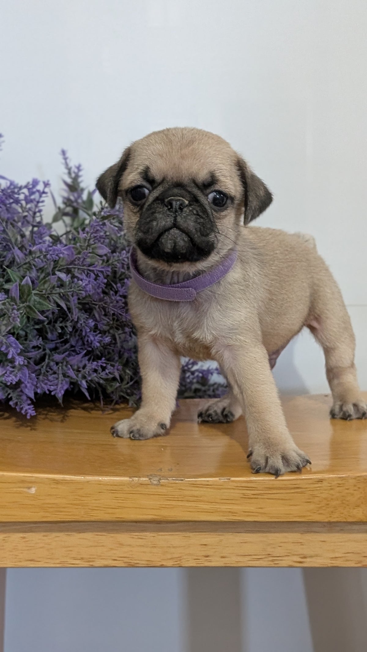 PUG (SEP 12) 4 MALES/1 FEMALE