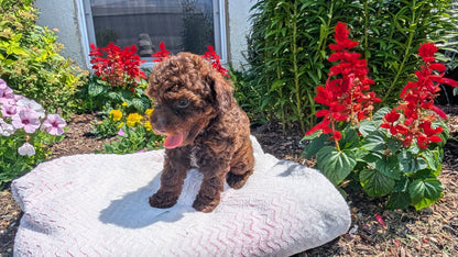 TOY POODLE (06/23) FEMALE
