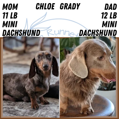 MINI DACHSHUND (MAY 26) FEMALE