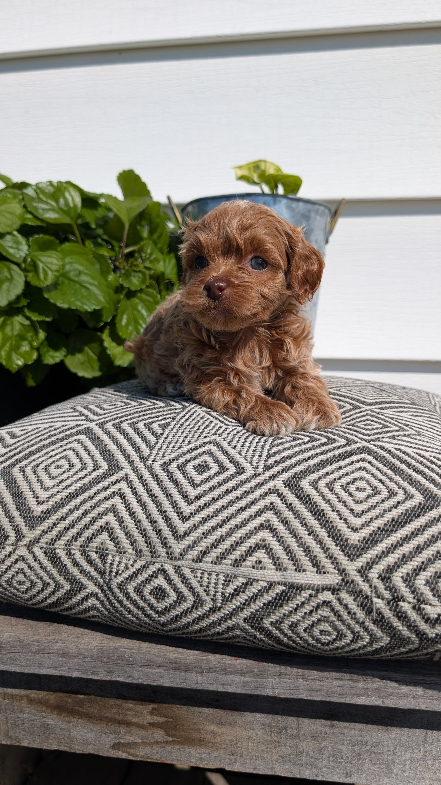 COCKAPOO (08/03) FEMALE